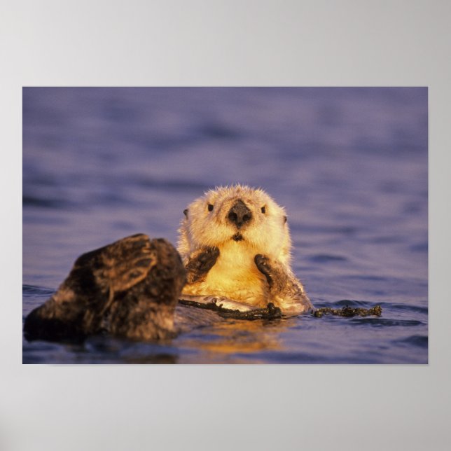 Poster Loutres de mer, Enhydra lutris 5 (Devant)