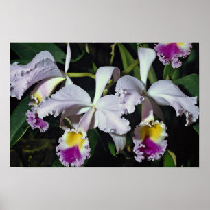 Poster LovelyOrchid, hybride-cattleya, cattleya (trianae 