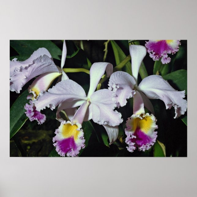 Poster LovelyOrchid, hybride-cattleya, cattleya (trianae  (Devant)