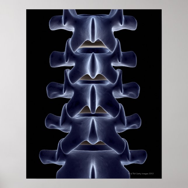 Poster Lumbar Vertebra 2 (Devant)