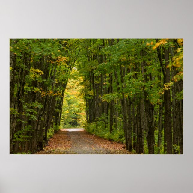 Poster Lumière Au Bout D'un Tunnel D'arbres (Devant)