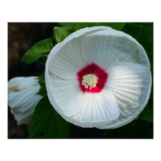 Poster Luna Hibiscus