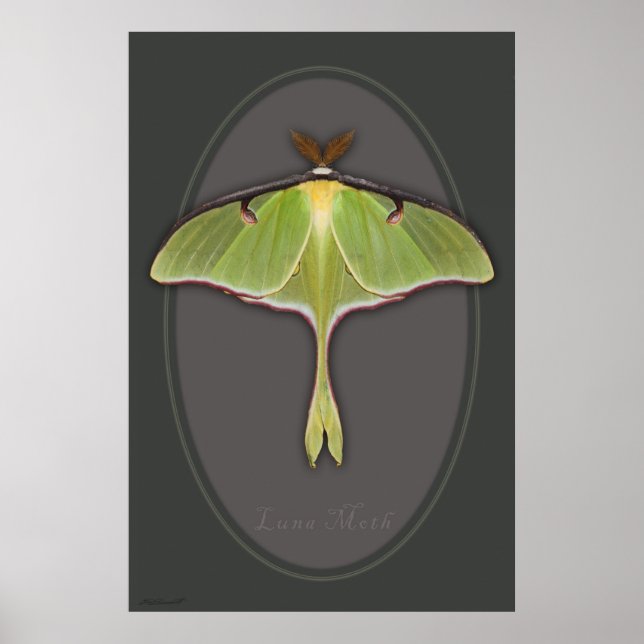 Poster Luna Moth -24x36 -autres tailles disponible (Devant)