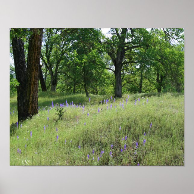 Poster Lupine, Paysage des chênes (Devant)