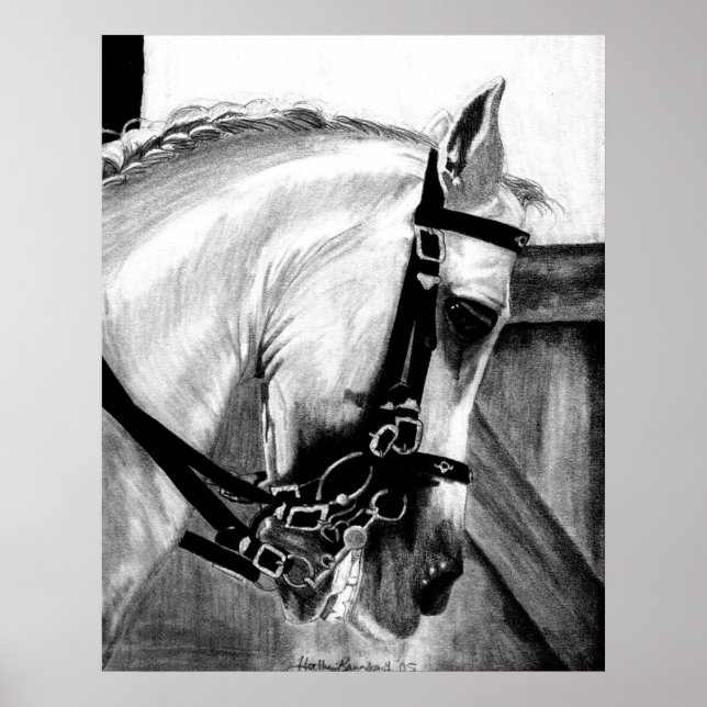Poster Lusitano Dressage Horse Portrait (Devant)