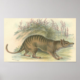 Poster Lydekker - Thylacine - Portefeuille de Tigre de Ta