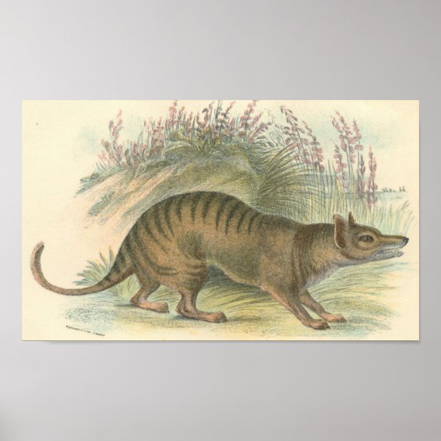 Poster Lydekker - Thylacine - Portefeuille de Tigre de Ta (Devant)