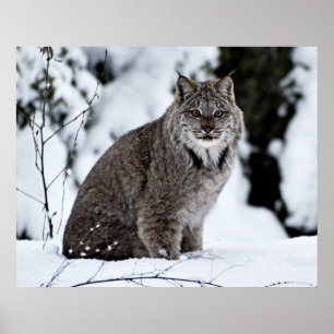 Poster Lynx canadienne dans la neige
