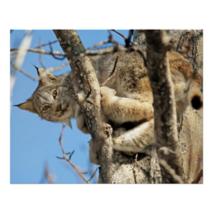 Poster Lynx espiègle