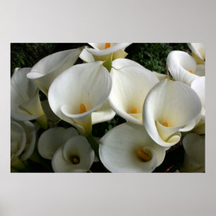 Poster Lys à Calla Lily Plantation, Taïwan
