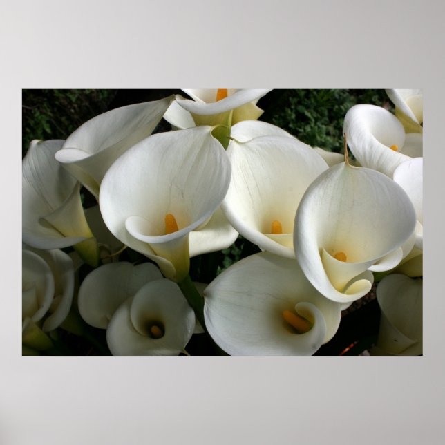 Poster Lys à Calla Lily Plantation, Taïwan (Devant)
