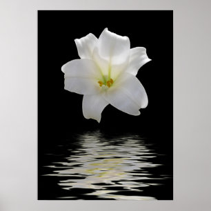 Poster lys blanc