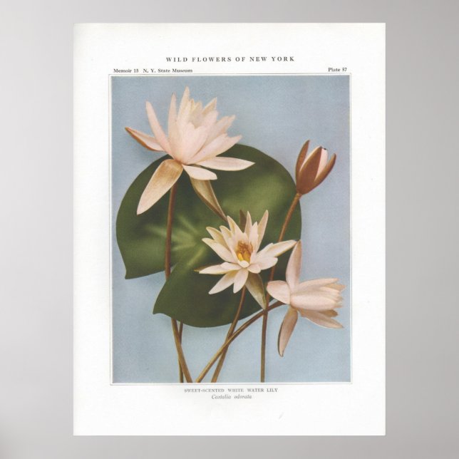 Poster Lys d'eau blanche parfumée - Castalia odorata (Devant)