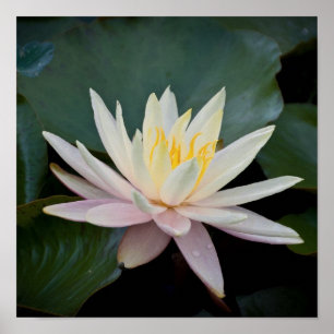 Poster Lys d'eau du Bangladesh