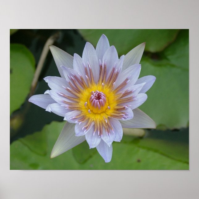 Poster Lys d'eau en fleur (Devant)