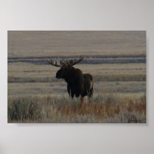 Poster M1 Bull Moose Big Bull
