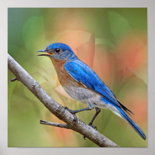 Poster M. Beautiful Bluebird