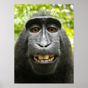 Poster Macaque au sourire
