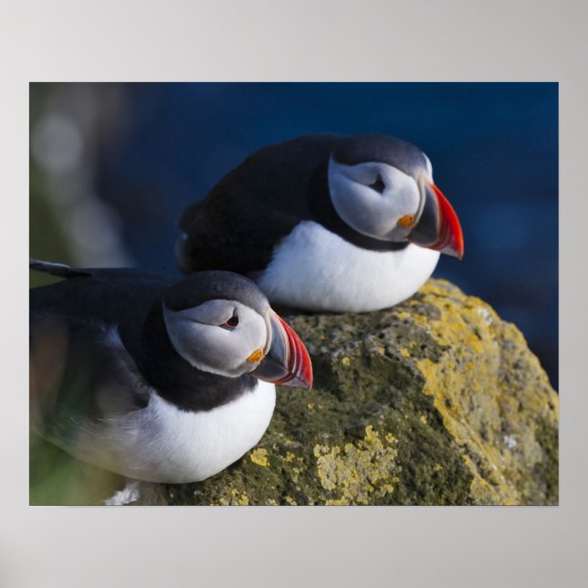 Poster Macareux atlantique (Fratercula arctica) 7 (Devant)