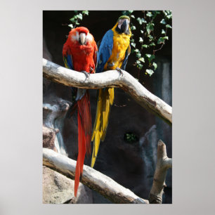 Poster Macaws