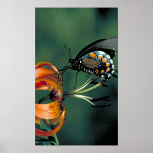 Poster Machaon de Pipevine