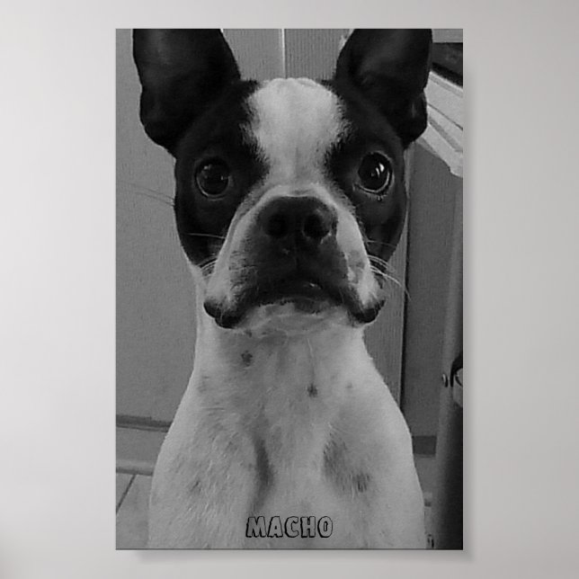 Poster Macho the Boston Terrier (Devant)