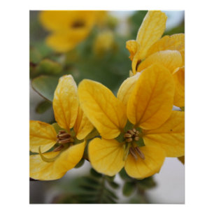 Poster Macro à fleurs dorées - Photographie Fleur sauvage