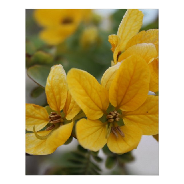 Poster Macro à fleurs dorées - Photographie Fleur sauvage (Devant)
