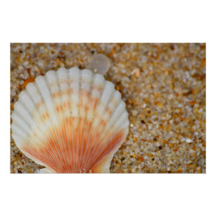 Poster Macro de coquille Saint-Jacques dans le sable sur