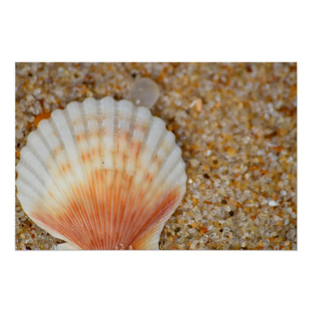 Poster Macro de coquille Saint-Jacques dans le sable sur  (Devant)
