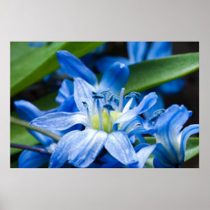 Poster Macro de fleur de perce-neige bleue