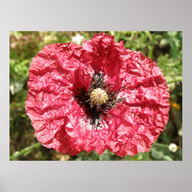 Poster Macro de fleurs de pavot rouge (Devant)