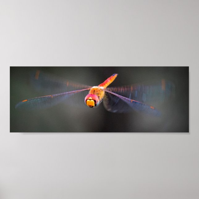 Poster Macro Dragonfly en vol (Devant)