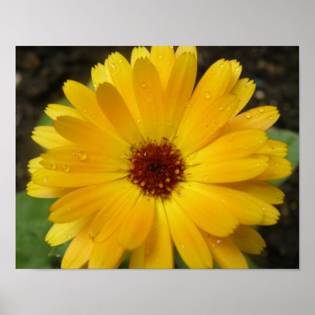 Poster Macro-impression de souci jaune (Devant)