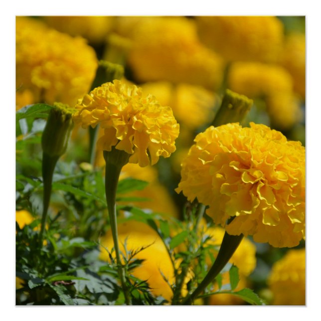 Poster Macro Marigolds jaune (Devant)