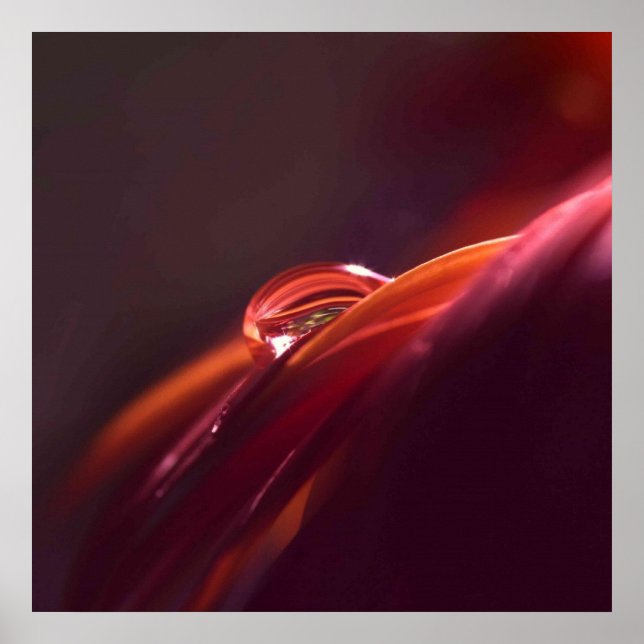 Poster Macro rouge pétale (Devant)