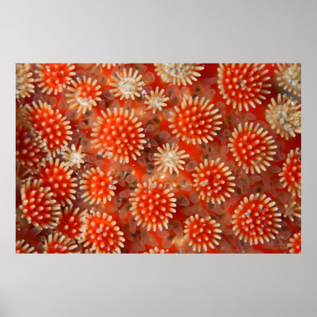 Poster Macro Sea Star (Devant)