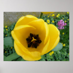 Poster Macro Tulip Jaune