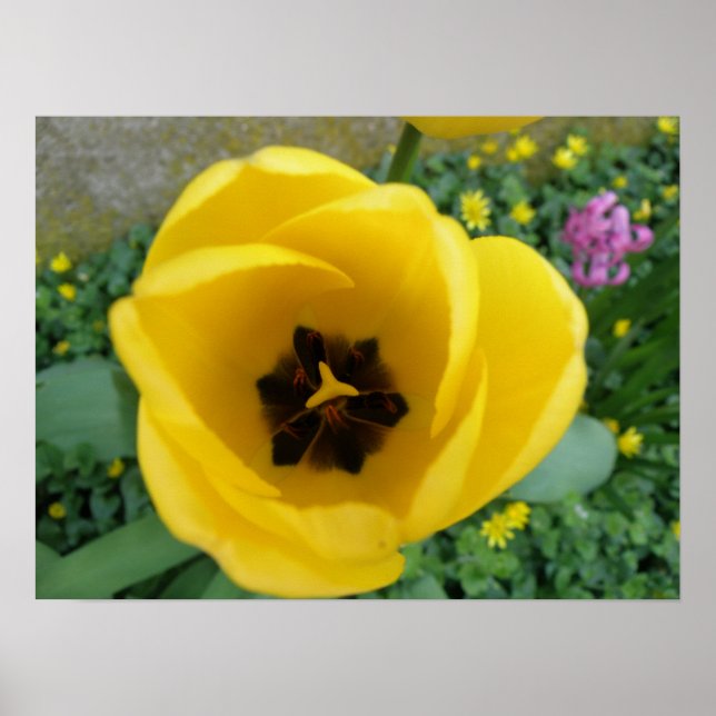 Poster Macro Tulip Jaune (Devant)