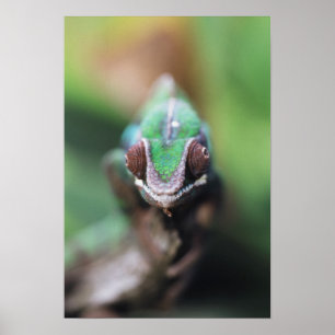 Poster Madagascar, Caméléon panthère à barre rouge