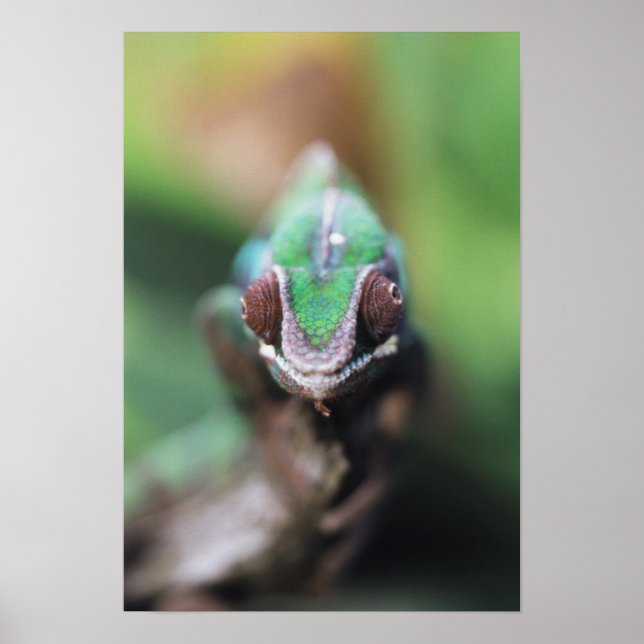 Poster Madagascar, Caméléon panthère à barre rouge (Devant)
