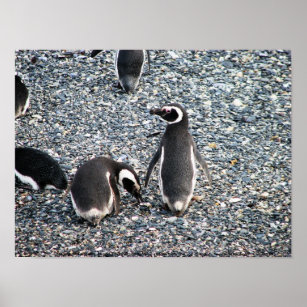 Poster Magellanic Penguins, Beagle Channel, Patagonia