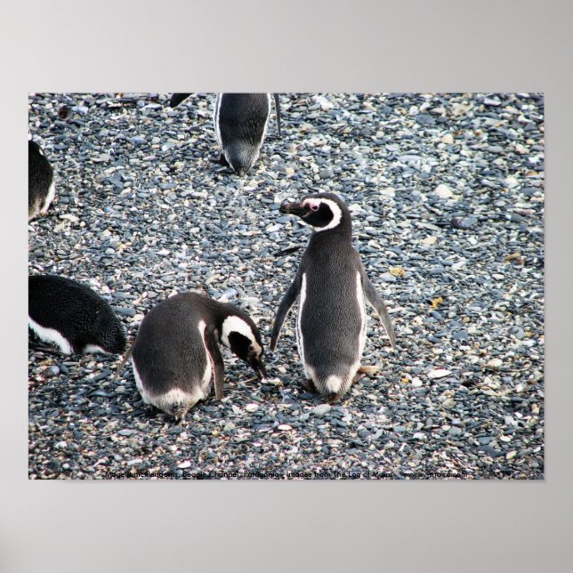 Poster Magellanic Penguins, Beagle Channel, Patagonia (Devant)