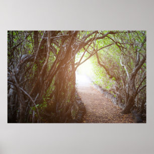 Poster Magic forest in the morning