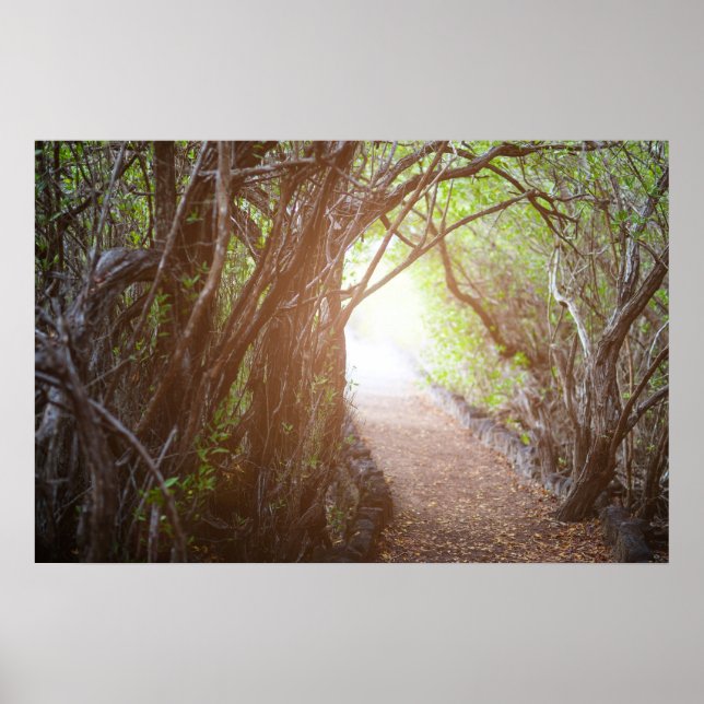 Poster Magic forest in the morning (Devant)