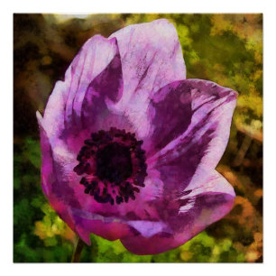Poster Magnifique Anemone Coronaria Peinture Fleur sauvag