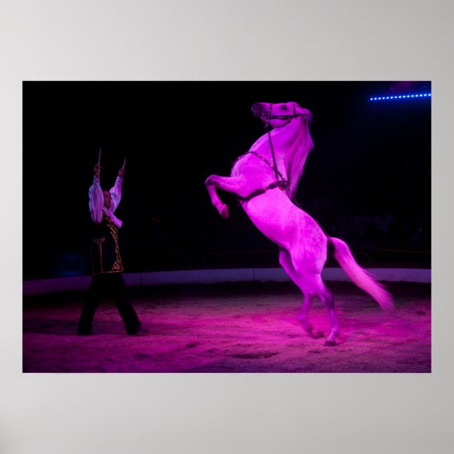 Poster Magnifique Cheval de Cirque Blanc (Devant)