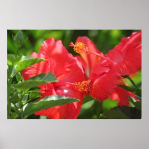 Poster Magnifique Hibiscus Rouge