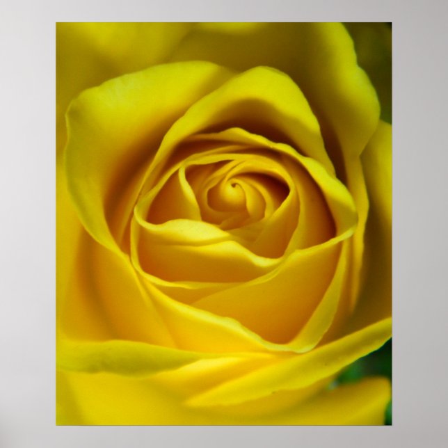 Poster Magnifique image macro rose jaune (Devant)