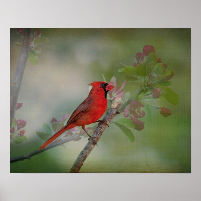 Poster Magnifique M. Cardinal (Devant)